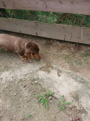 f:id:roukenhome-ann:20190731184436j:plain