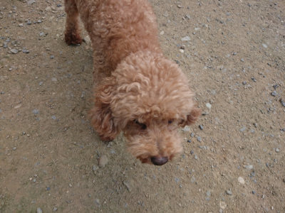 f:id:roukenhome-ann:20190731184530j:plain