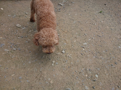 f:id:roukenhome-ann:20190731184600j:plain