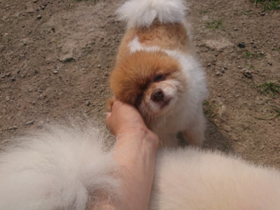 f:id:roukenhome-ann:20190801210014j:plain