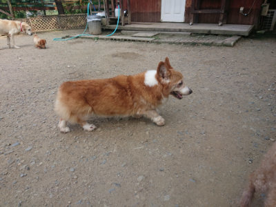 f:id:roukenhome-ann:20190801210559j:plain