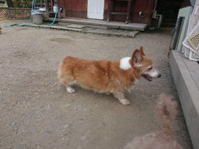 f:id:roukenhome-ann:20190801210635j:plain
