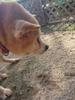 f:id:roukenhome-ann:20190801212618j:plain