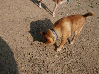 f:id:roukenhome-ann:20190801212744j:plain