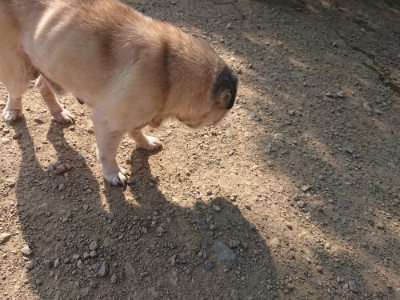 f:id:roukenhome-ann:20190801212757j:plain
