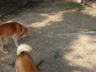 f:id:roukenhome-ann:20190801213400j:plain