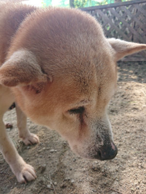 f:id:roukenhome-ann:20190801213435j:plain