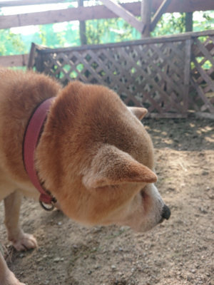 f:id:roukenhome-ann:20190801213508j:plain