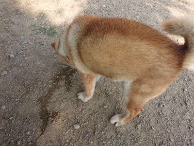 f:id:roukenhome-ann:20190801213610j:plain