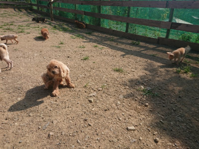 f:id:roukenhome-ann:20190801213620j:plain