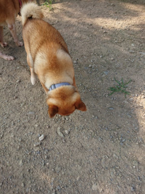 f:id:roukenhome-ann:20190801213720j:plain