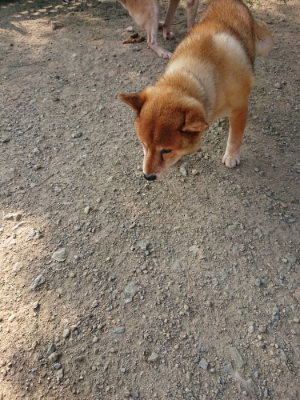 f:id:roukenhome-ann:20190801213725j:plain