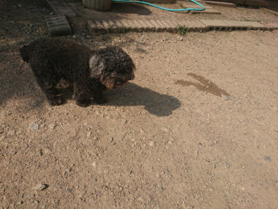 f:id:roukenhome-ann:20190801215134j:plain