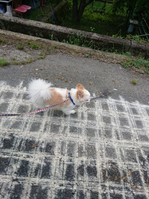 f:id:roukenhome-ann:20190802051646j:plain