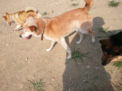 f:id:roukenhome-ann:20190802051817j:plain