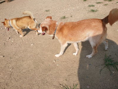 f:id:roukenhome-ann:20190802051844j:plain