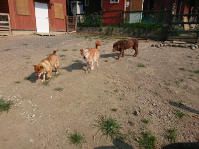 f:id:roukenhome-ann:20190802052621j:plain