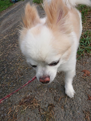 f:id:roukenhome-ann:20190802052731j:plain