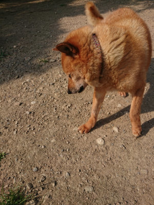 f:id:roukenhome-ann:20190802052822j:plain