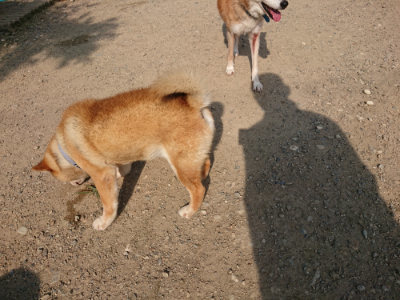 f:id:roukenhome-ann:20190802052901j:plain