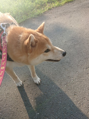 f:id:roukenhome-ann:20190802053035j:plain