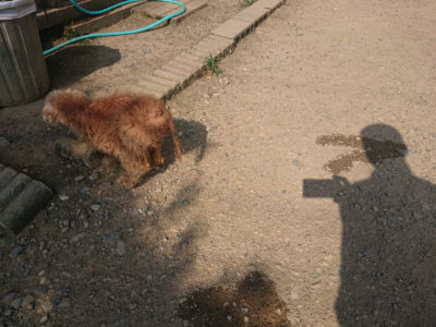 f:id:roukenhome-ann:20190802053138j:plain