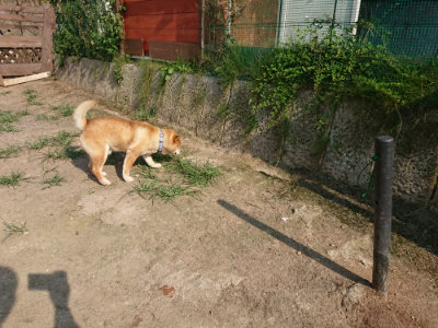 f:id:roukenhome-ann:20190802053324j:plain