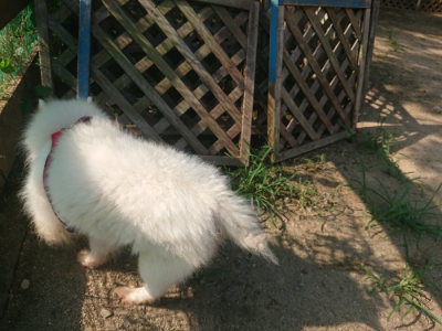 f:id:roukenhome-ann:20190802053358j:plain