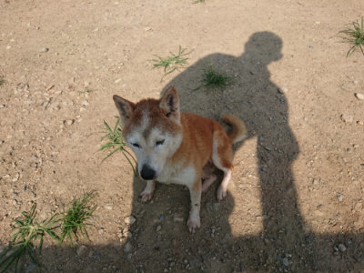 f:id:roukenhome-ann:20190802053419j:plain