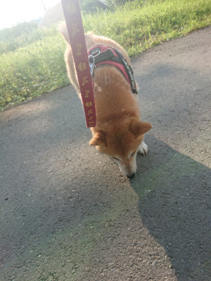 f:id:roukenhome-ann:20190802053458j:plain