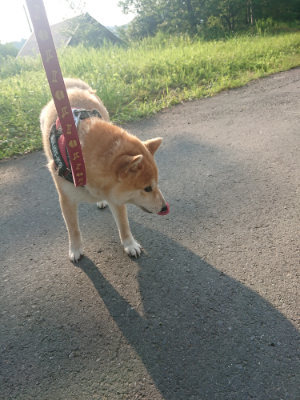 f:id:roukenhome-ann:20190802053517j:plain