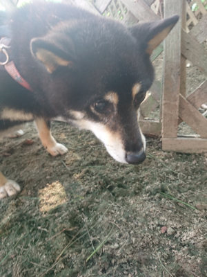 f:id:roukenhome-ann:20190802070911j:plain