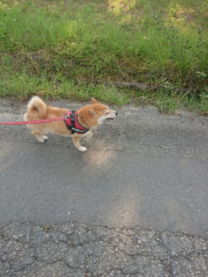 f:id:roukenhome-ann:20190802070930j:plain