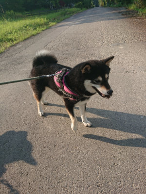 f:id:roukenhome-ann:20190802070954j:plain