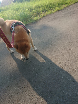 f:id:roukenhome-ann:20190802071023j:plain
