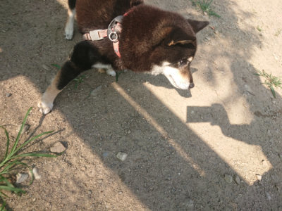 f:id:roukenhome-ann:20190802071030j:plain