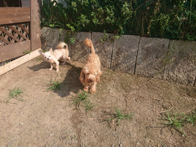 f:id:roukenhome-ann:20190802071143j:plain