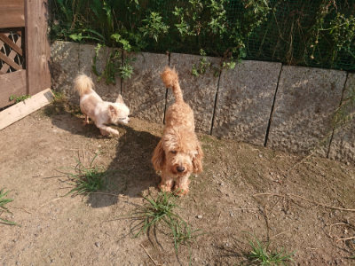 f:id:roukenhome-ann:20190802071155j:plain