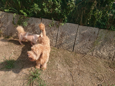 f:id:roukenhome-ann:20190802071212j:plain
