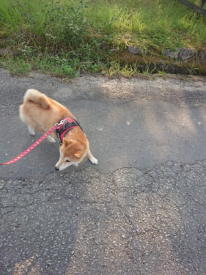 f:id:roukenhome-ann:20190802071303j:plain