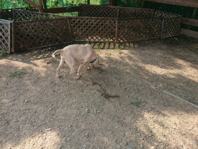 f:id:roukenhome-ann:20190802071335j:plain