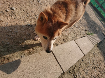 f:id:roukenhome-ann:20190802072050j:plain