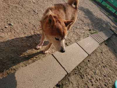 f:id:roukenhome-ann:20190802072055j:plain
