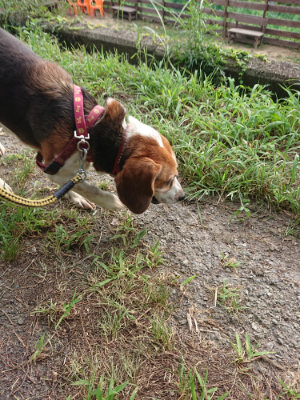f:id:roukenhome-ann:20190802072300j:plain