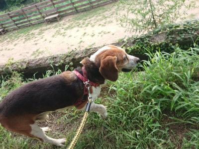 f:id:roukenhome-ann:20190802072354j:plain