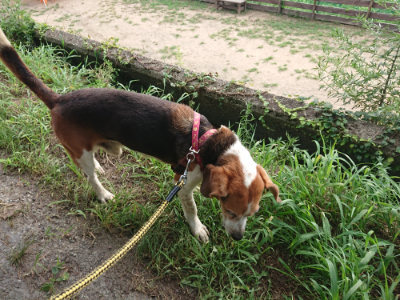 f:id:roukenhome-ann:20190802072400j:plain