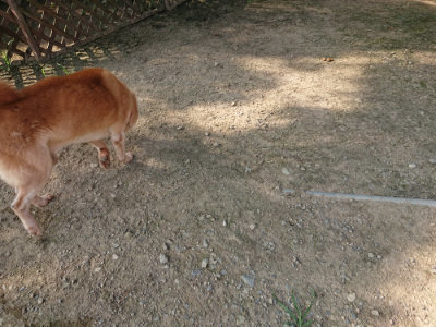 f:id:roukenhome-ann:20190802072423j:plain
