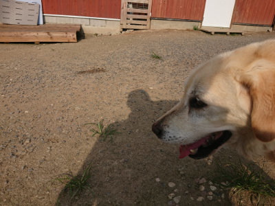 f:id:roukenhome-ann:20190802072530j:plain