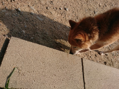 f:id:roukenhome-ann:20190802072712j:plain