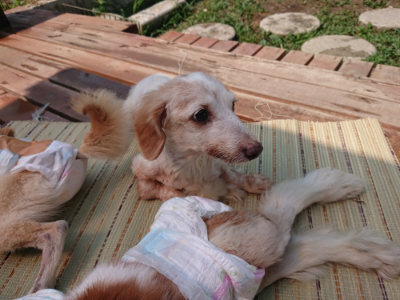 f:id:roukenhome-ann:20190802150745j:plain